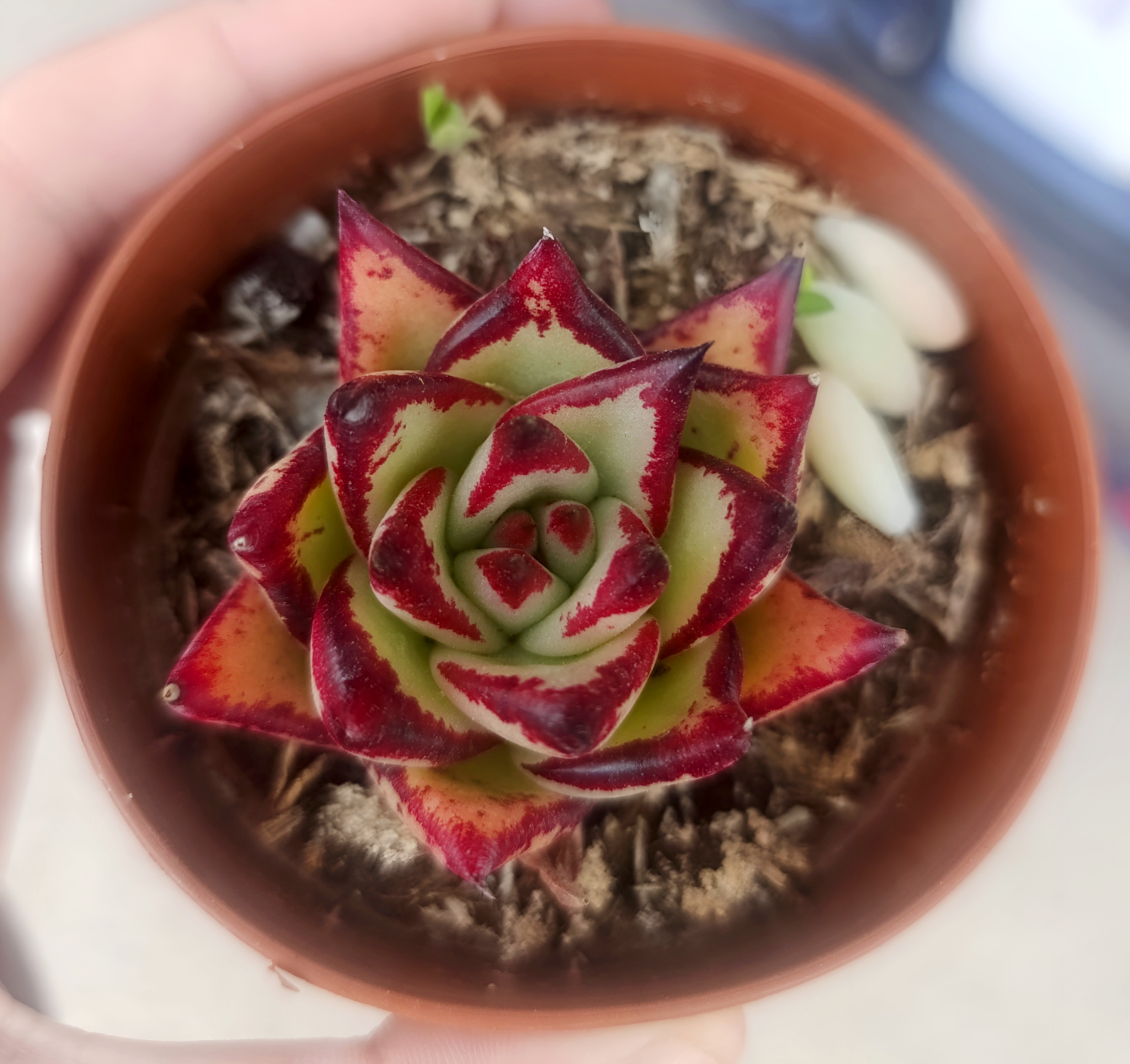 Echeverias y suculentas variadas en Hobbit’s Garden